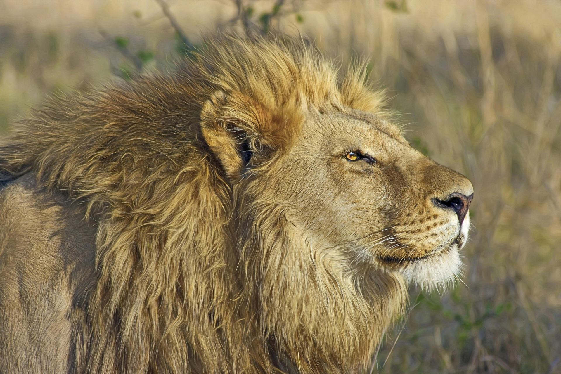 Big Five safari β lion in the African bush
