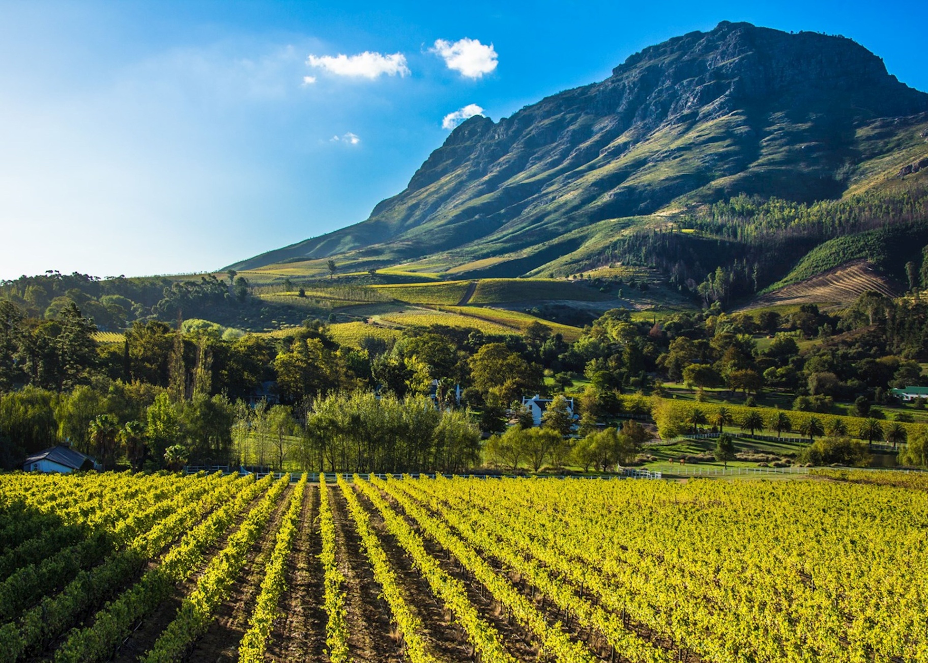 Cape Winelands vineyards